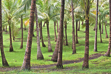 Image showing Tropical Island