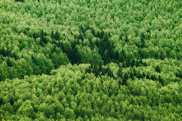 Image showing Summer forest