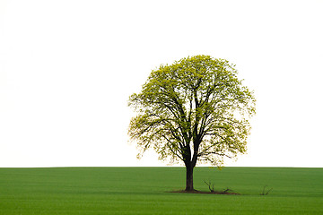 Image showing Tree on green field