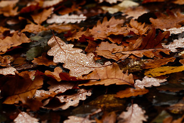 Image showing Fallen leaves covered with raindrops