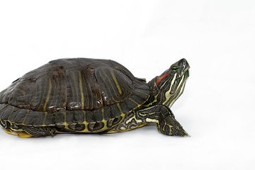 Image showing Trachemys scripta elegans