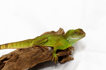 Image showing Agama