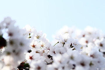 Image showing Cherry blossom against