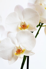 Image showing phalaenopsis flower