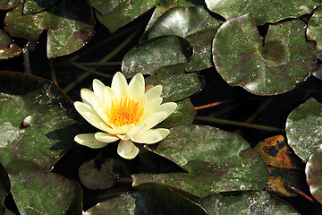 Image showing Yellow water lily