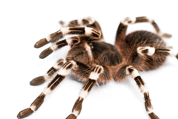 Image showing beautiful spider