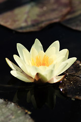 Image showing Yellow water lily