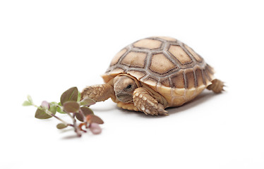 Image showing African Spurred Tortoise