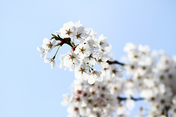 Image showing Cherry blossom against