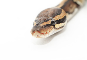 Image showing Ball Python close up