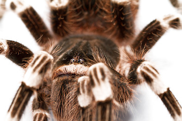 Image showing beautiful spider