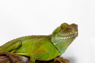 Image showing Agama