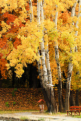 Image showing Autumn park