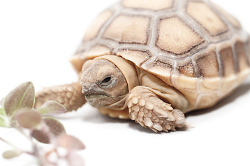 Image showing African Spurred Tortoise 