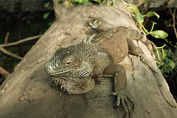 Image showing Green iguana (Iguana iguana)