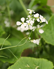 Image showing Radish flowers