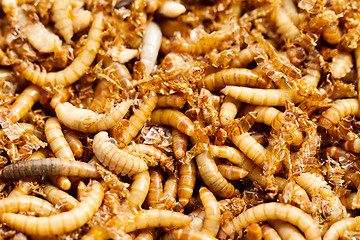 Image showing mealworms