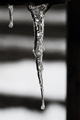 Image showing Icicles