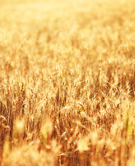 Image showing Fields of wheat