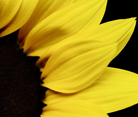 Image showing Beautiful yellow sunflower