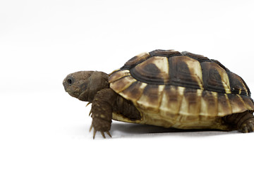 Image showing Young turtle on a white background