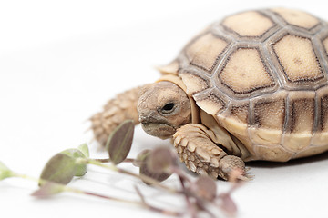 Image showing African Spurred Tortoise