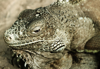 Image showing Green iguana (Iguana iguana)
