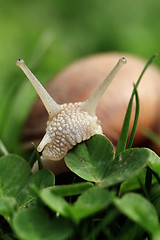 Image showing Snail. Helix pomatia.