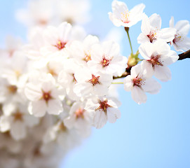 Image showing Cherry blossom against