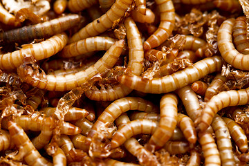 Image showing mealworms