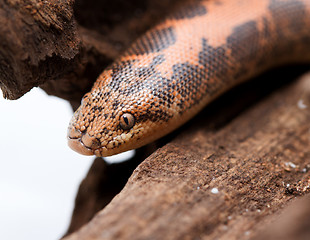 Image showing Kenyan Sand Boa