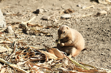 Image showing Black-tailed Prairie Dog