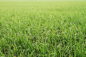 Image showing Field of green wheat grass