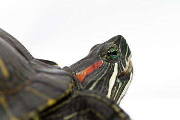 Image showing Trachemys scripta elegans