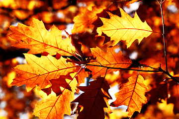 Image showing Colorful autumn leaves