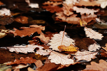 Image showing Fallen leaves covered with raindrops