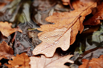 Image showing Fallen leaves covered with raindrops