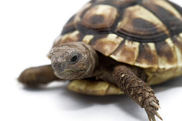 Image showing Young turtle on a white background