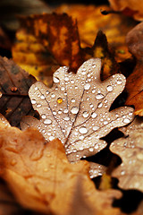 Image showing Fallen leaves covered with raindrops