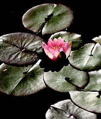 Image showing Pink water lily 