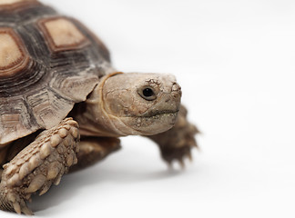 Image showing African Spurred Tortoise