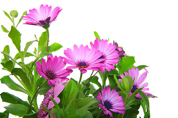 Image showing violet african daisy (Dimorphoteca, Osteospermum) flower