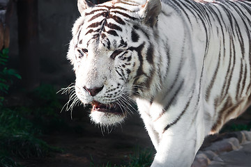 Image showing White Tiger