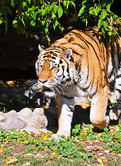 Image showing Tiger