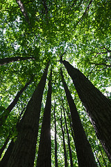 Image showing Green forest