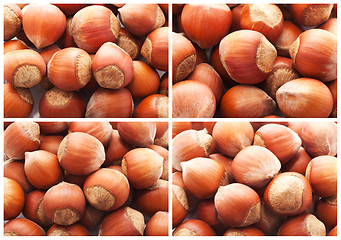 Image showing Hazelnuts or filbert nuts