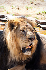 Image showing Lion