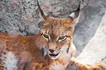 Image showing Lynx