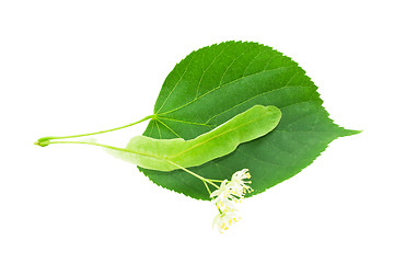 Image showing Green leaf