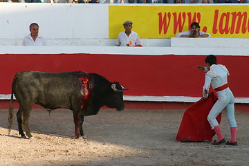 Image showing Young bullfighter